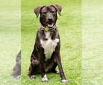 Small #12 Mountain Cur Mix