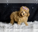 Small Photo #69 Poodle (Miniature) Puppy For Sale in WARSAW, IN, USA