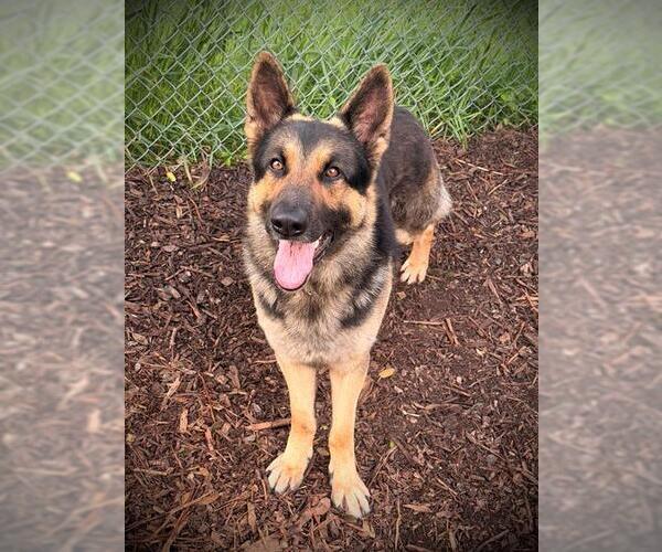 Medium Photo #1 German Shepherd Dog Puppy For Sale in San Andreas, CA, USA