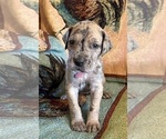 Small #3 Great Dane
