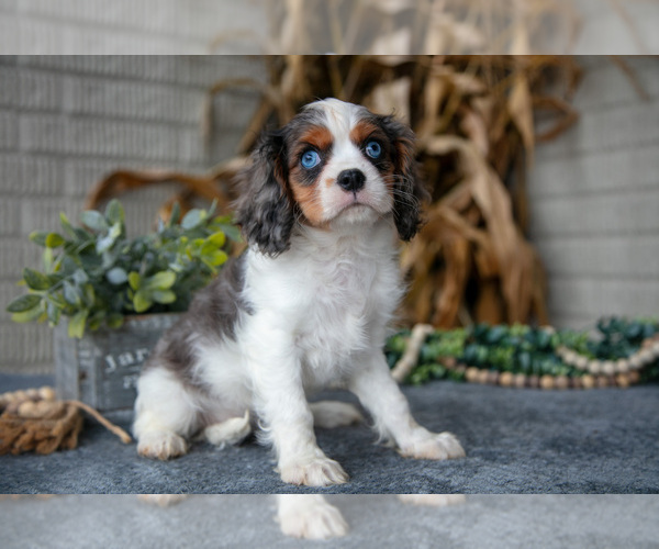 Medium Photo #3 Cavalier King Charles Spaniel Puppy For Sale in MILLERSBURG, OH, USA