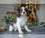 Small #1 Cavalier King Charles Spaniel