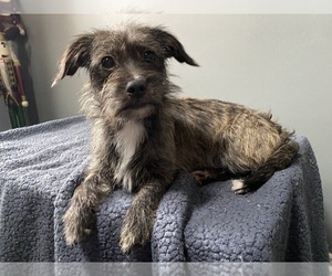 Chiweenie-Unknown Mix Dogs for adoption in MAHWAH, NJ, USA
