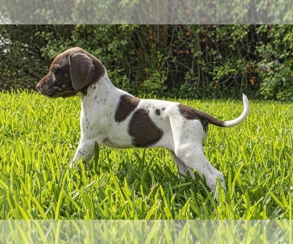 Medium Photo #5 German Shorthaired Pointer Puppy For Sale in MESQUITE, TX, USA