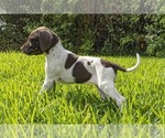Small Photo #5 German Shorthaired Pointer Puppy For Sale in MESQUITE, TX, USA