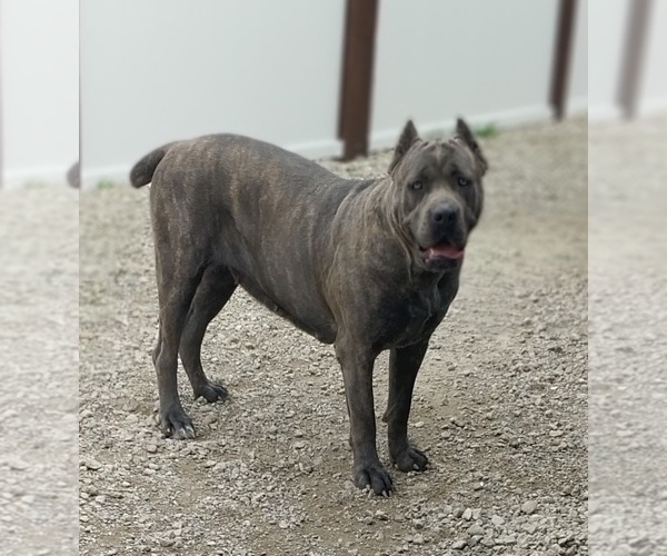 Medium Photo #1 Cane Corso Puppy For Sale in DANVILLE, IL, USA