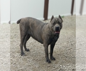 Mother of the Cane Corso puppies born on 07/01/2025