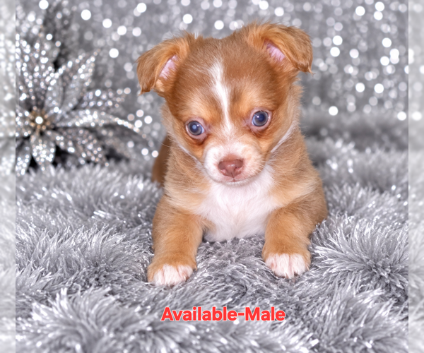 Medium Photo #4 Chihuahua Puppy For Sale in ANDALUSIA, AL, USA