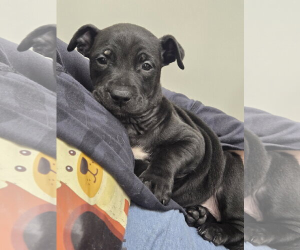 Medium Photo #3 American Staffordshire Terrier-Unknown Mix Puppy For Sale in Bardstown, KY, USA