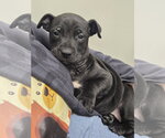 Small #2 American Staffordshire Terrier Mix