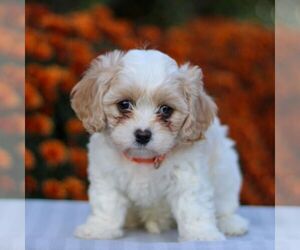 Cavachon Puppy for sale in ANNVILLE, PA, USA