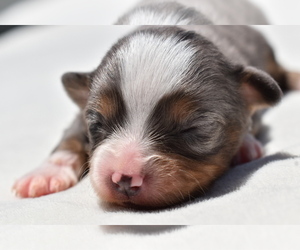 Miniature Australian Shepherd Puppy for sale in PALM COAST, FL, USA