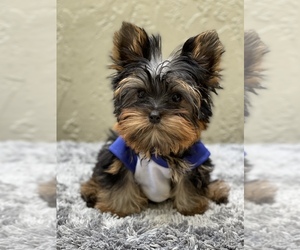 Yorkshire Terrier Puppy for sale in CORAL SPRINGS, FL, USA