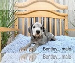 Small Photo #3 Great Dane Puppy For Sale in BIG CANOE, GA, USA