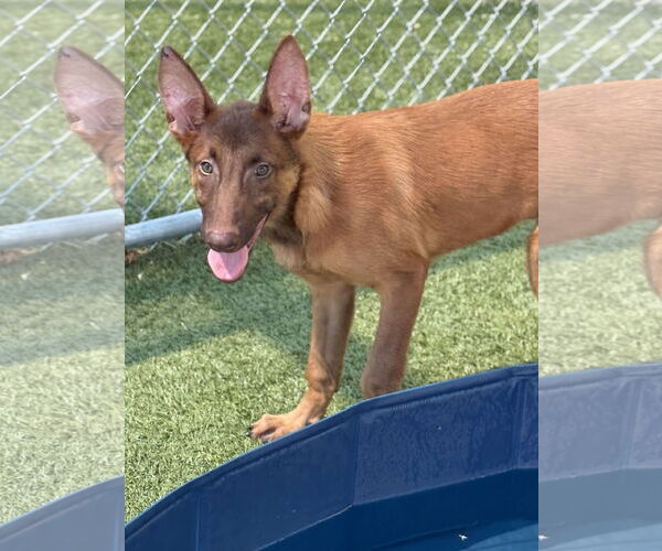 Medium Photo #5 Mutt Puppy For Sale in Woodbury, NY, USA