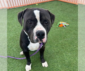 Mutt Dogs for adoption in Las Vegas, NV, USA