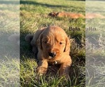 Small #3 Golden Retriever