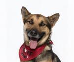 Small German Shepherd Dog