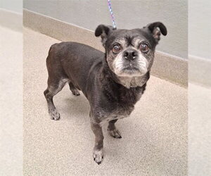 Chihuahua-Unknown Mix Dogs for adoption in Las Vegas, NV, USA