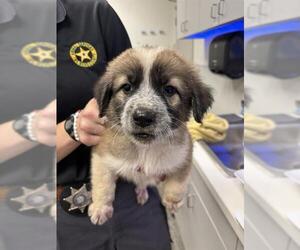 Great Pyrenees-Unknown Mix Dogs for adoption in Rosenberg, TX, USA