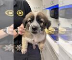 Small Great Pyrenees Mix