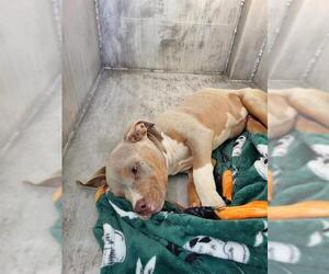 American Staffordshire Terrier-Unknown Mix Dogs for adoption in San Antonio, TX, USA