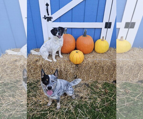 Medium Photo #13 Mutt Puppy For Sale in FAIRLAWN, OH, USA