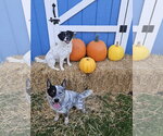 Small Photo #13 Mutt Puppy For Sale in FAIRLAWN, OH, USA