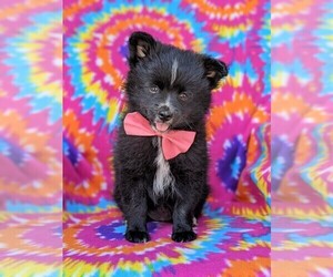 Pomeranian Puppy for sale in CHRISTIANA, PA, USA