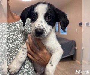 Dachshund-Spaniel Mix Dogs for adoption in Washington, DC, USA