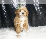 Small Photo #3 Poodle (Miniature) Puppy For Sale in WARSAW, IN, USA