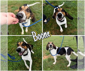 Mutt Dogs for adoption in Pierceton , IN, USA