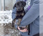 Small Photo #5 Coonhound-Unknown Mix Puppy For Sale in Huntley, IL, USA