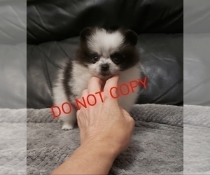 Pomeranian Puppy for sale in DOWNERS GROVE, IL, USA