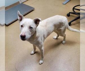 Siberian Husky-Unknown Mix Dogs for adoption in Fort Collins, CO, USA