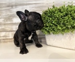 Small Photo #2 French Bulldog Puppy For Sale in BONAIRE, GA, USA