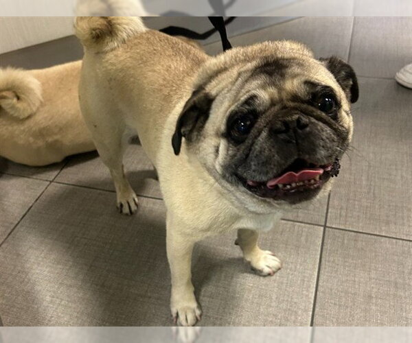 Medium Photo #1 Pug Puppy For Sale in Rancho Cucamonga, CA, USA
