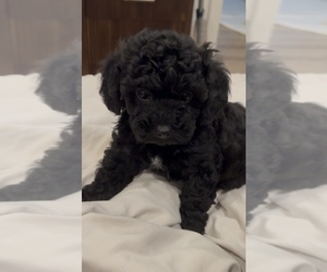 Cockapoo Puppy for sale in SAN ANTONIO, TX, USA