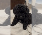 Small Cockapoo