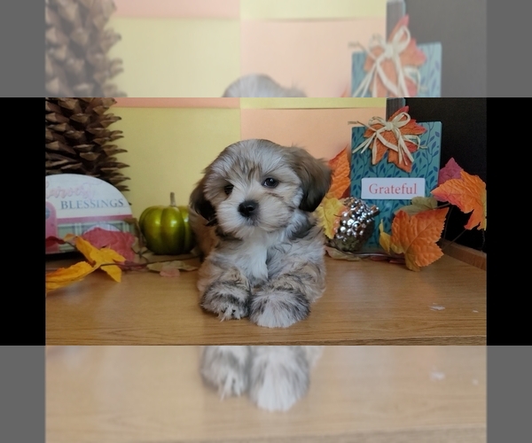 Medium Photo #13 Lhasa Apso Puppy For Sale in PHOENIX, AZ, USA