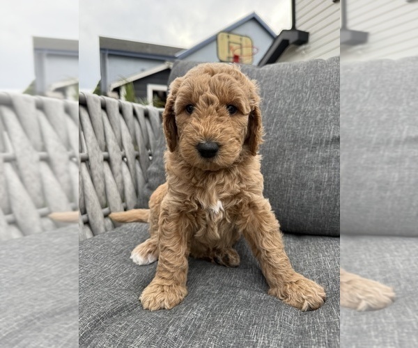 Medium Photo #1 Goldendoodle Puppy For Sale in OAKLAND, CA, USA