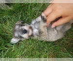 Small Photo #1 Schnauzer (Miniature) Puppy For Sale in LEESBURG, VA, USA