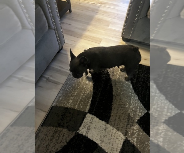 Medium Photo #1 French Bulldog Puppy For Sale in BATTLE CREEK, MI, USA