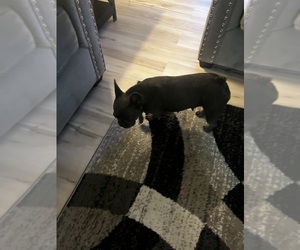 Mother of the French Bulldog puppies born on 07/26/2025