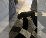 Small Photo #1 French Bulldog Puppy For Sale in BATTLE CREEK, MI, USA