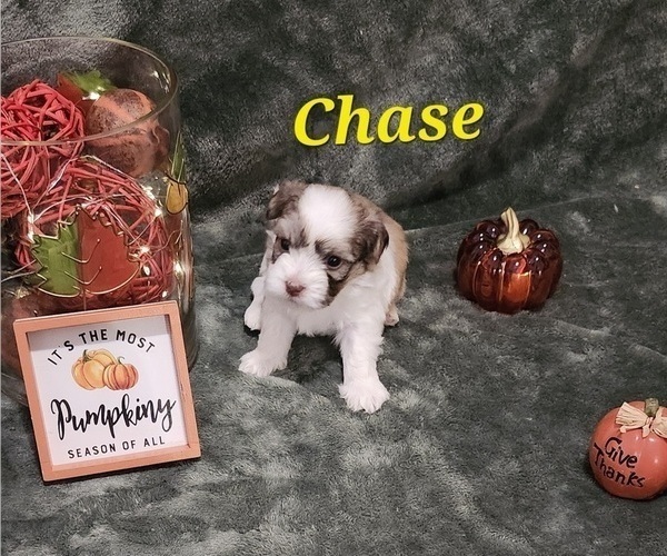 Medium Photo #3 Havanese Puppy For Sale in ALBION, PA, USA