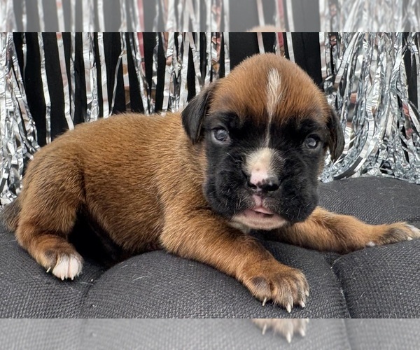 Medium Photo #3 Boxer Puppy For Sale in PAWNEE CITY, NE, USA