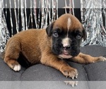 Small #2 Boxer