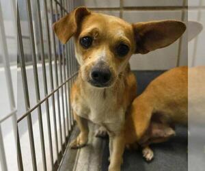 Chihuahua-Unknown Mix Dogs for adoption in San Antonio, TX, USA