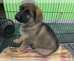 Small #2 German Shepherd Dog